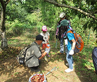 栗拾い