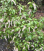 �����Γ�